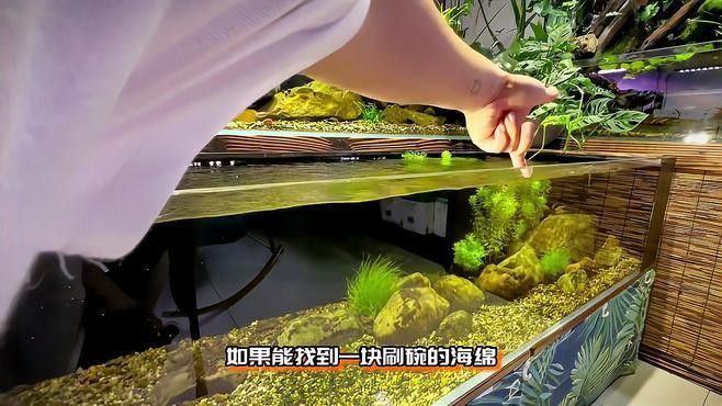 龍頭魚擺件清洗劑哪里可以買到？