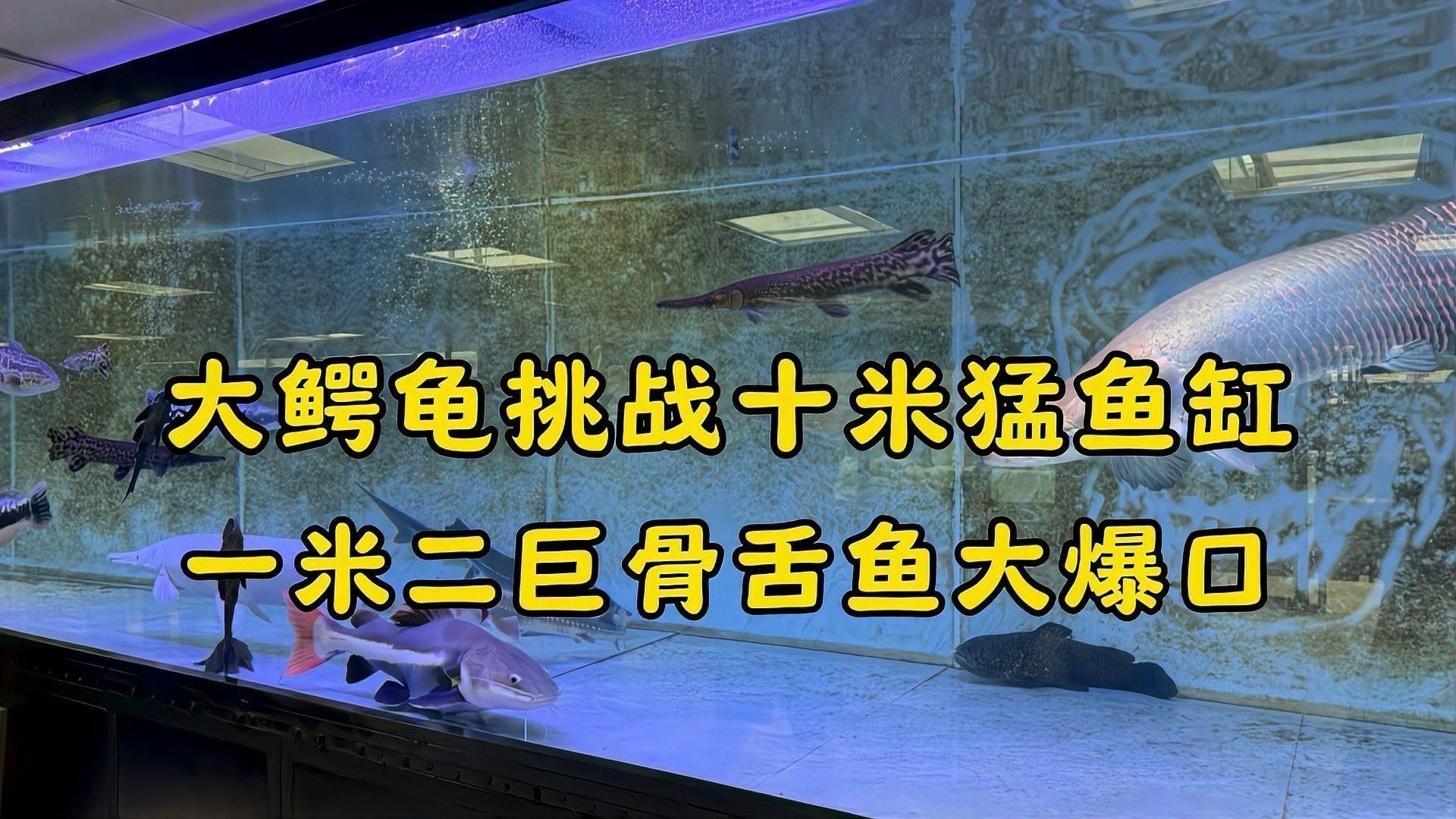 麻花闊嘴鯨好養(yǎng)嗎 麻花闊嘴鯨好養(yǎng)嗎 龍魚百科 第3張