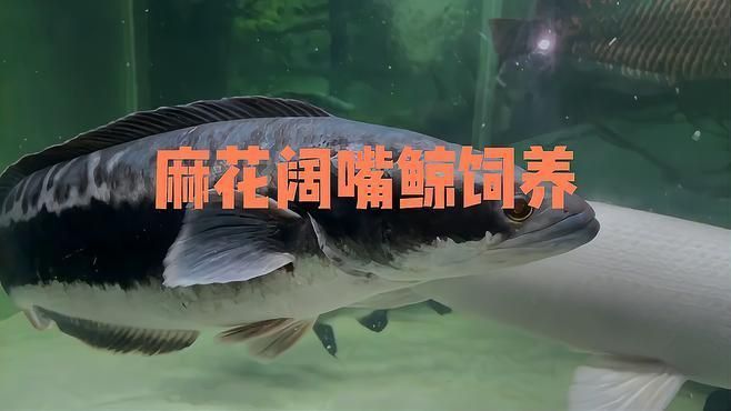 麻花闊嘴鯨好養(yǎng)嗎 麻花闊嘴鯨好養(yǎng)嗎 龍魚百科 第1張