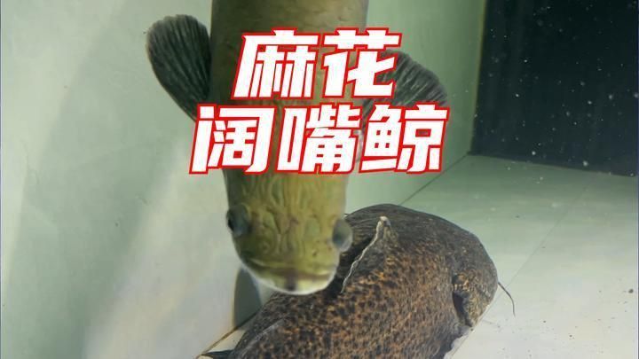 麻花闊嘴鯨好養(yǎng)嗎 麻花闊嘴鯨好養(yǎng)嗎 龍魚百科 第2張