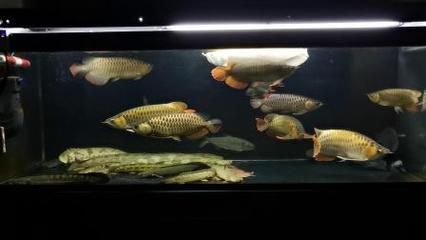 龍魚與關(guān)刀魚混養(yǎng)的可能性（龍魚可以和關(guān)刀魚混養(yǎng)嗎？）
