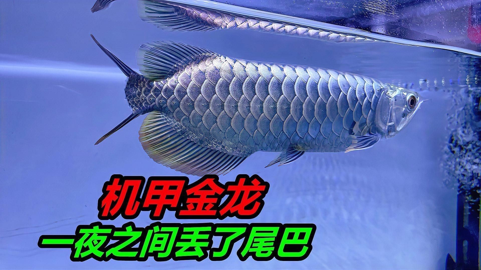 什么是金龍魚趴缸