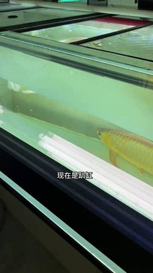 什么是金龍魚趴缸