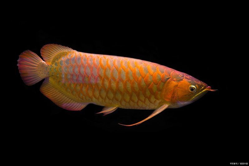 什么是金龍魚趴缸