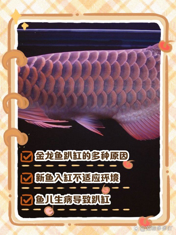 什么是金龍魚趴缸