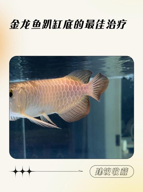 什么是金龍魚趴缸