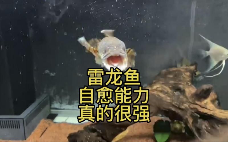 大湖紅龍和辣椒紅龍的市場價格差異大嗎？