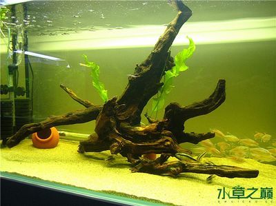 魚缸造景簡單簡約，簡約魚缸造景中的燈光選擇技巧如何維護魚缸生態平衡？