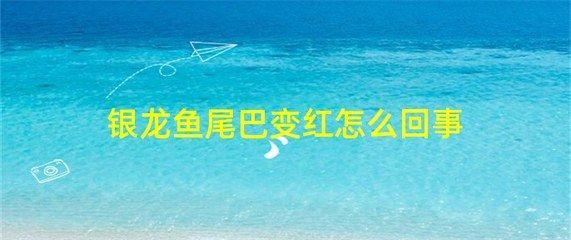 銀龍魚變紅是什么情況（銀龍魚為什么會變紅）