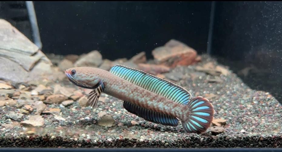 哪種雷龍魚最溫順
