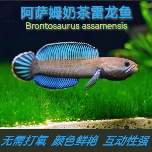 哪種雷龍魚最溫順