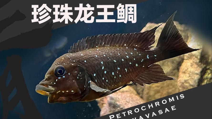 給我一些龍王魚的圖片 給我一些龍王魚的圖片 龍魚百科 第1張