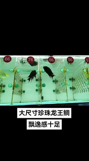 給我一些龍王魚的圖片 給我一些龍王魚的圖片 龍魚百科 第4張