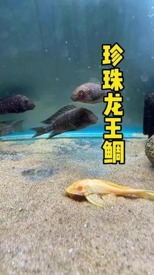 給我一些龍王魚的圖片 給我一些龍王魚的圖片 龍魚百科 第2張