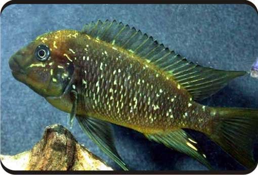 給我一些龍王魚的圖片 給我一些龍王魚的圖片 龍魚百科 第3張