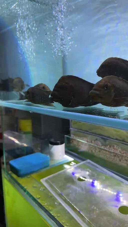 給我一些龍王魚的圖片 給我一些龍王魚的圖片 龍魚百科 第8張