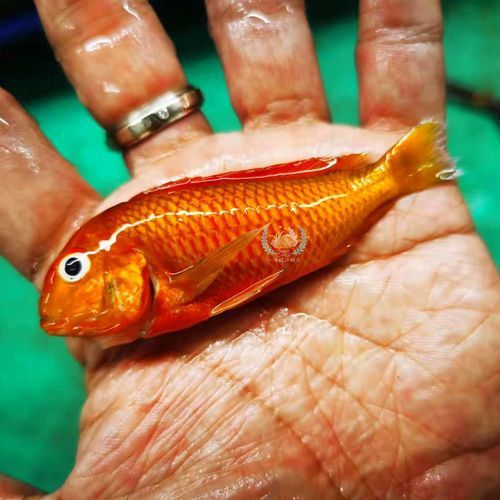給我一些龍王魚的圖片 給我一些龍王魚的圖片 龍魚百科 第9張