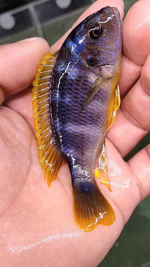 給我一些龍王魚的圖片 給我一些龍王魚的圖片 龍魚百科 第6張
