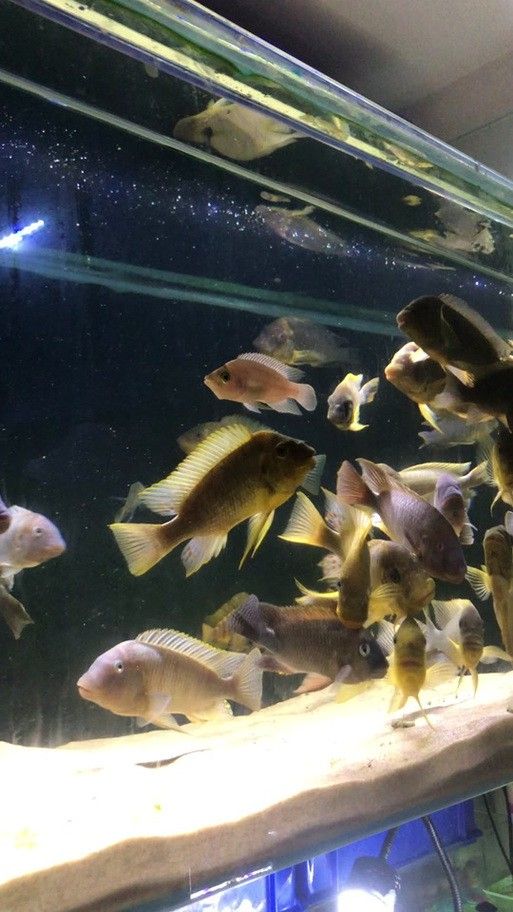 給我一些龍王魚的圖片 給我一些龍王魚的圖片 龍魚百科 第10張