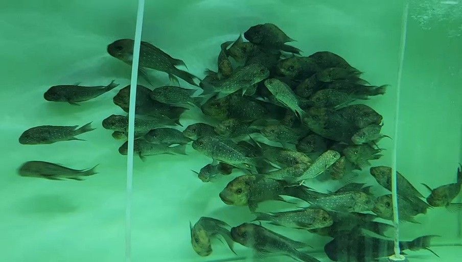 給我一些龍王魚的圖片 給我一些龍王魚的圖片 龍魚百科 第7張
