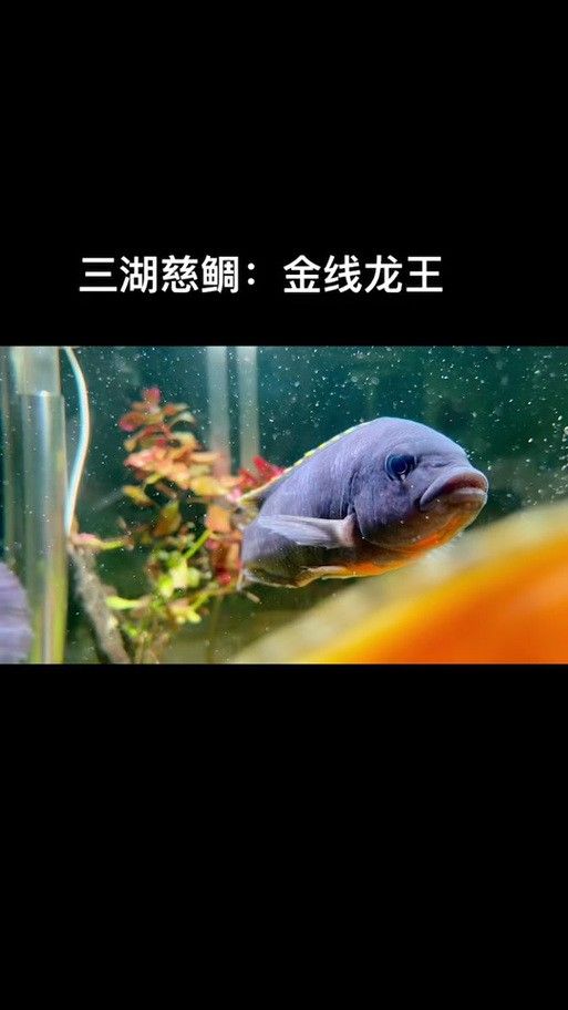 給我一些龍王魚的圖片 給我一些龍王魚的圖片 龍魚百科 第5張