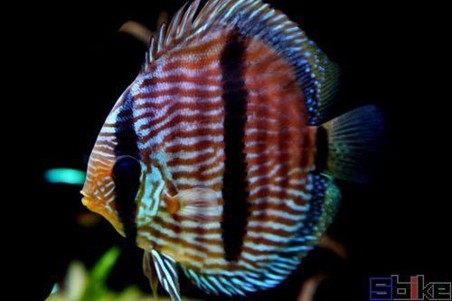 給我一些龍王魚的圖片 給我一些龍王魚的圖片 龍魚百科 第12張