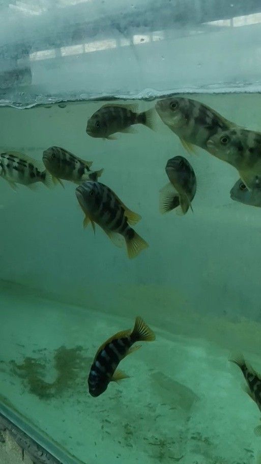 給我一些龍王魚的圖片 給我一些龍王魚的圖片 龍魚百科 第13張