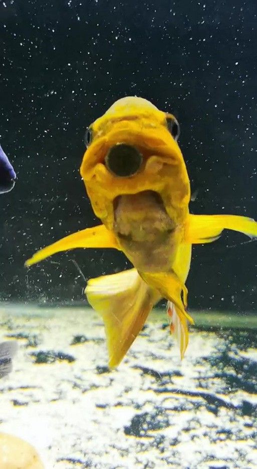 給我一些龍王魚的圖片 給我一些龍王魚的圖片 龍魚百科 第11張
