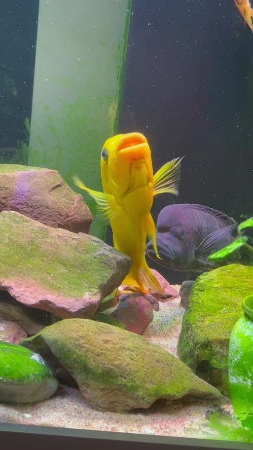 給我一些龍王魚的圖片 給我一些龍王魚的圖片 龍魚百科 第14張