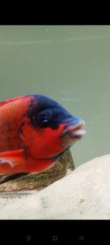 給我一些龍王魚的圖片 給我一些龍王魚的圖片 龍魚百科 第19張
