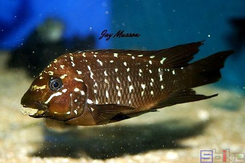 給我一些龍王魚的圖片 給我一些龍王魚的圖片 龍魚百科 第17張