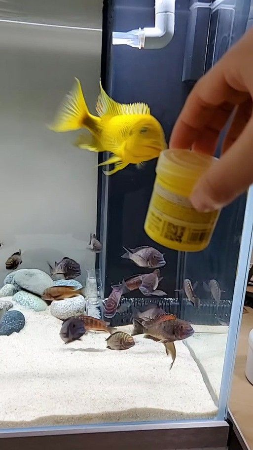 給我一些龍王魚的圖片 給我一些龍王魚的圖片 龍魚百科 第15張