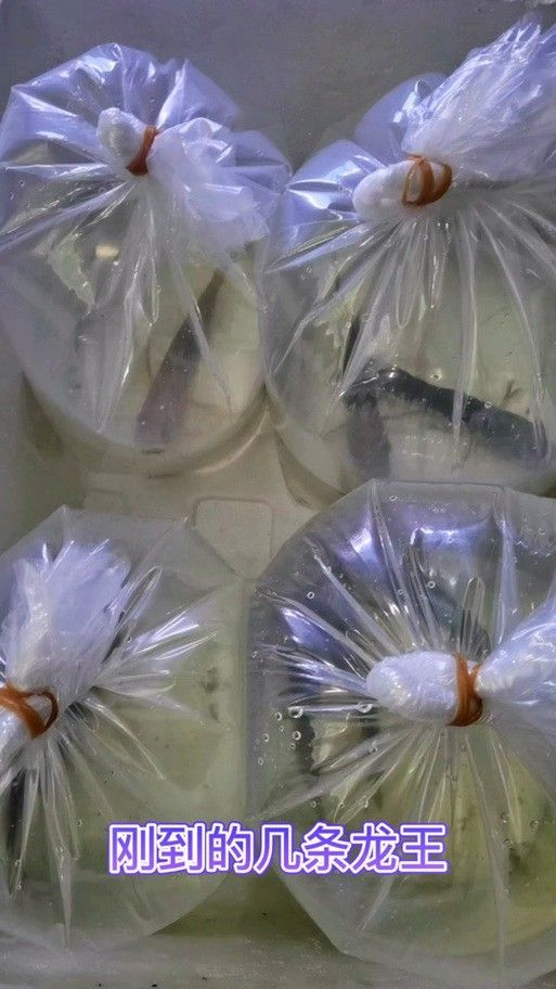 給我一些龍王魚的圖片 給我一些龍王魚的圖片 龍魚百科 第20張