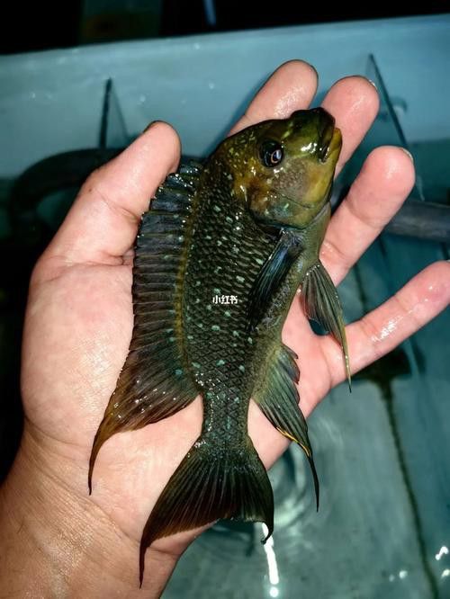 給我一些龍王魚的圖片 給我一些龍王魚的圖片 龍魚百科 第18張