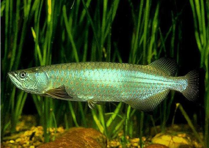 給我一些龍王魚的圖片 給我一些龍王魚的圖片 龍魚百科 第23張