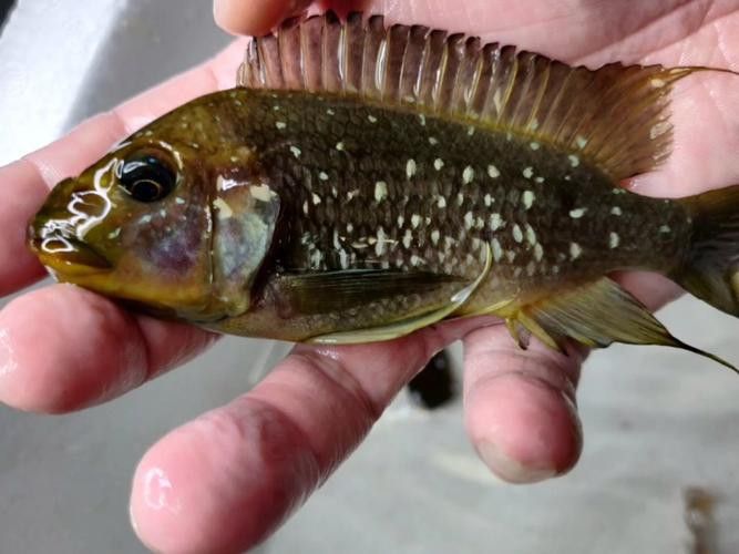 給我一些龍王魚的圖片 給我一些龍王魚的圖片 龍魚百科 第21張