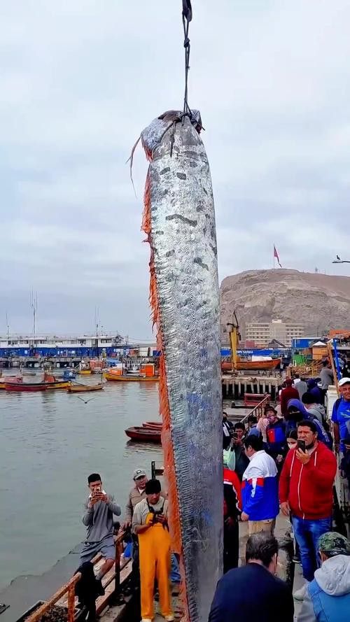 給我一些龍王魚的圖片 給我一些龍王魚的圖片 龍魚百科 第28張