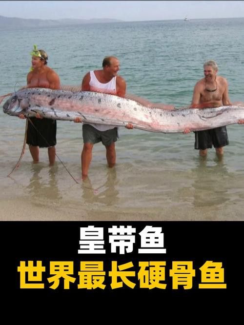 給我一些龍王魚的圖片 給我一些龍王魚的圖片 龍魚百科 第35張