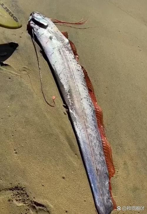 給我一些龍王魚的圖片 給我一些龍王魚的圖片 龍魚百科 第33張