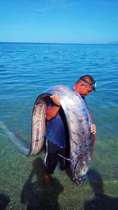 給我一些龍王魚的圖片 給我一些龍王魚的圖片 龍魚百科 第42張