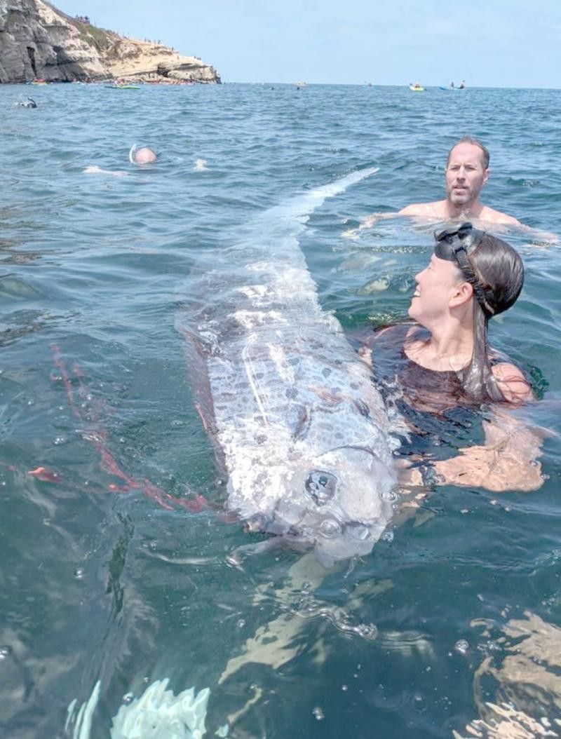 給我一些龍王魚的圖片 給我一些龍王魚的圖片 龍魚百科 第38張