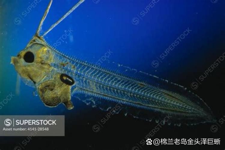 給我一些龍王魚的圖片 給我一些龍王魚的圖片 龍魚百科 第41張