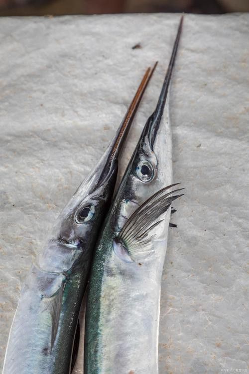 給我一些龍王魚的圖片 給我一些龍王魚的圖片 龍魚百科 第44張
