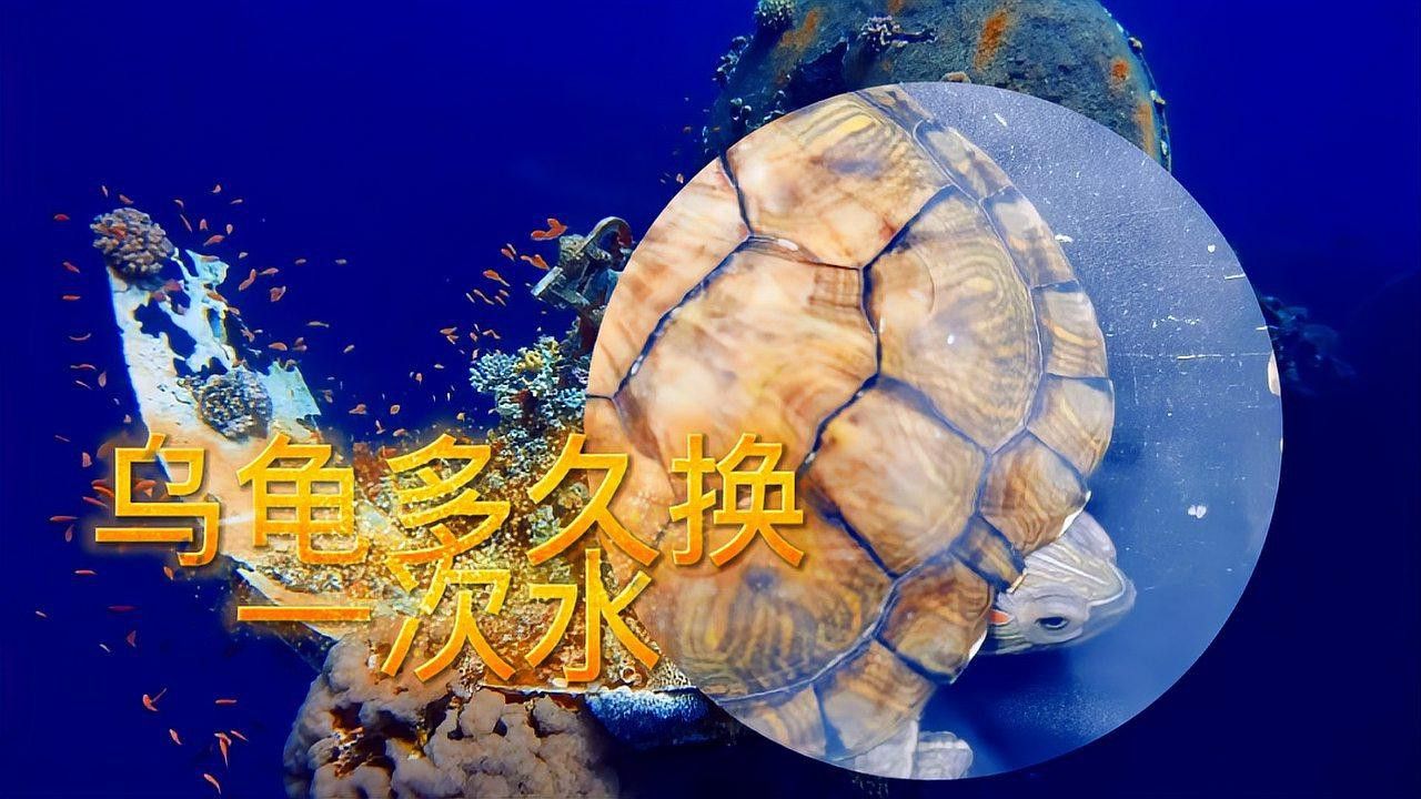 龍龜多久清理一次