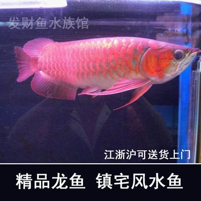 家里養(yǎng)紅龍魚的風(fēng)水講究（養(yǎng)紅龍魚在家中的風(fēng)水講究涉及多個方面）