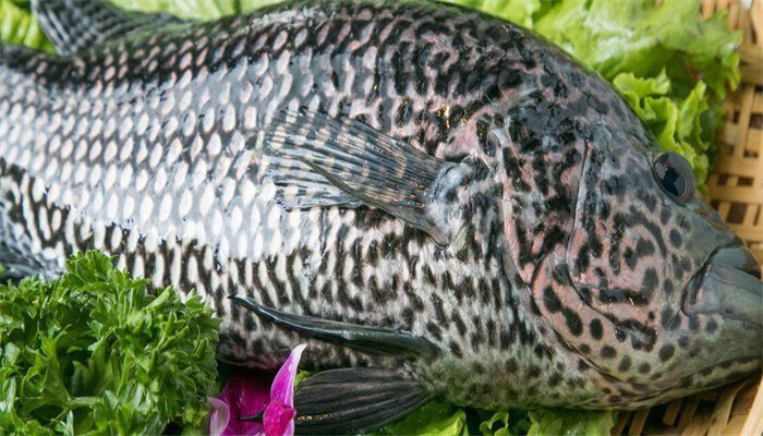 龍躉石斑魚多少錢一斤