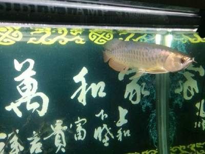 龍魚哪里買好又便宜又好養(yǎng)：龍魚養(yǎng)殖入門指南