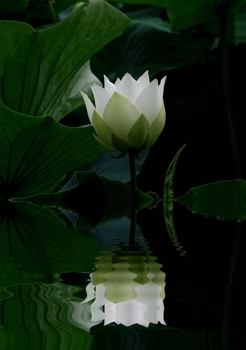 如何設(shè)置電腦動態(tài)壁紙？ 如何設(shè)置電腦動態(tài)壁紙？ 龍魚百科 第3張