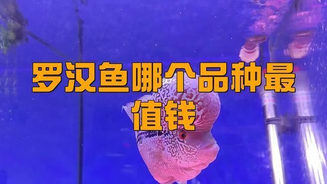 羅漢魚的市場價位