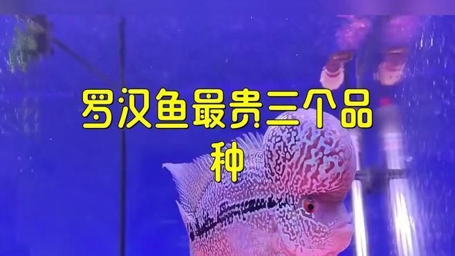 羅漢魚的市場價位